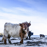 Buy canvas prints of Bosta Beach Cows by Jim Monk
