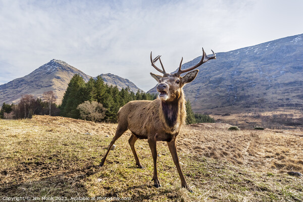 Glen Etive Stag Picture Board by Jim Monk