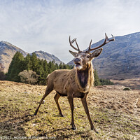 Buy canvas prints of Glen Etive Stag by Jim Monk
