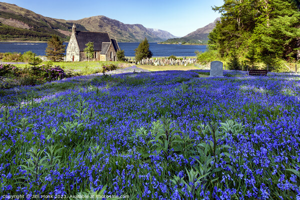 Bluebells at Ballachulish Picture Board by Jim Monk