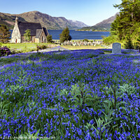 Buy canvas prints of Bluebells at Ballachulish by Jim Monk