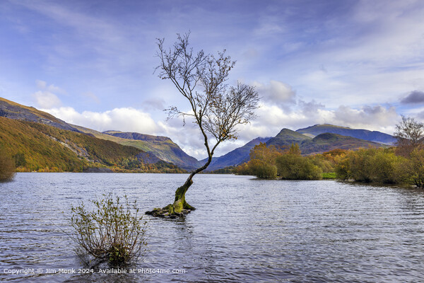 The Lone Tree at Llyn Padarn Picture Board by Jim Monk