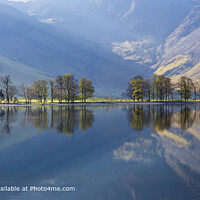 Buttermere Pines, Lake District