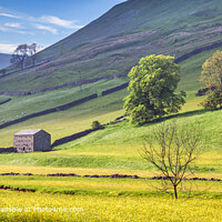 Buttercup Valley Swaledale, Yorkshire Dales