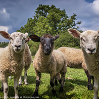 Buy canvas prints of Curious Lambs by Jim Monk