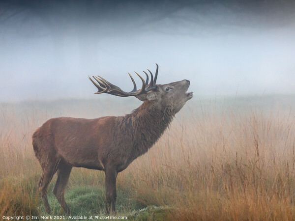 Red Deer Stag bellowing in the mist Picture Board by Jim Monk