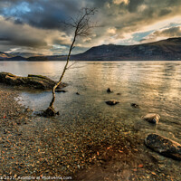 Buy canvas prints of Lone Tree by Derwentwater by Jim Monk