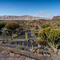 Buy canvas prints of Cactus Galore by Jim Monk