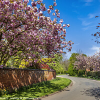 Buy canvas prints of Springtime Trees in Blossom by Jim Monk