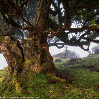 Buy canvas prints of Fanal Forest, Madeira by Jim Monk