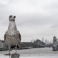 Buy canvas prints of Gull's Eye View of London by Jim Monk