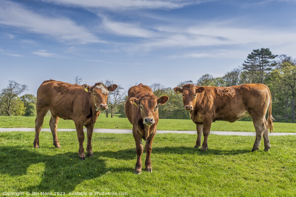 Three Brown Cows Picture Board by Jim Monk