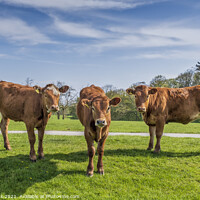 Buy canvas prints of Three Brown Cows by Jim Monk