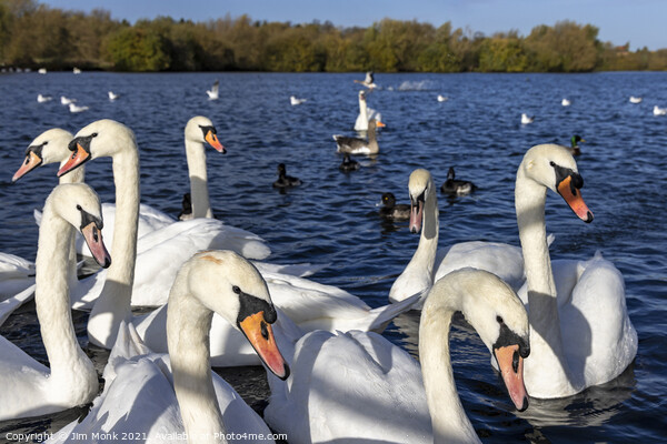 Swan Lake Picture Board by Jim Monk
