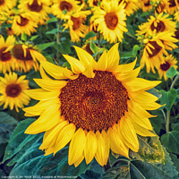 Buy canvas prints of Sunflowers by Jim Monk