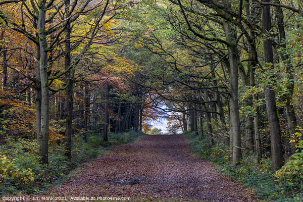 Woodland Path in Leicestershire Picture Board by Jim Monk