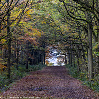 Buy canvas prints of Woodland Path in Leicestershire by Jim Monk