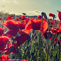 Buy canvas prints of Poppies in the summer sunshine by Jim Monk