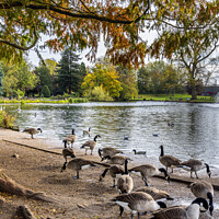 Buy canvas prints of  The Boating Lake at Abbey Park in Leicester by Jim Monk