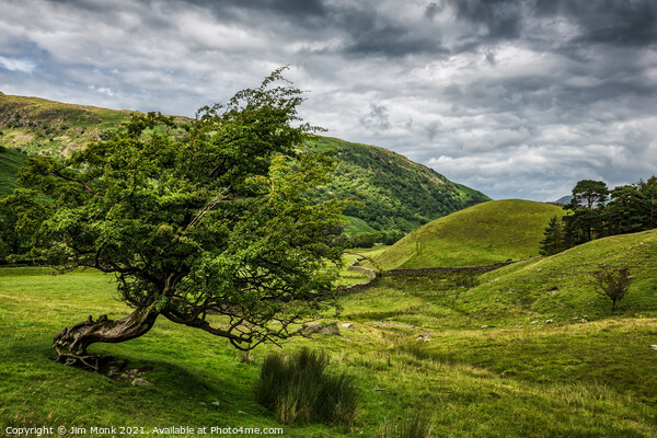 Windswept Tree, Lake District Picture Board by Jim Monk