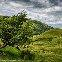 Buy canvas prints of Windswept Tree, Lake District by Jim Monk