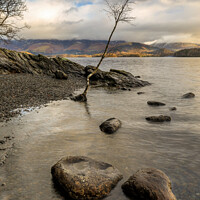 Buy canvas prints of Lone Tree, Derwentwater by Jim Monk