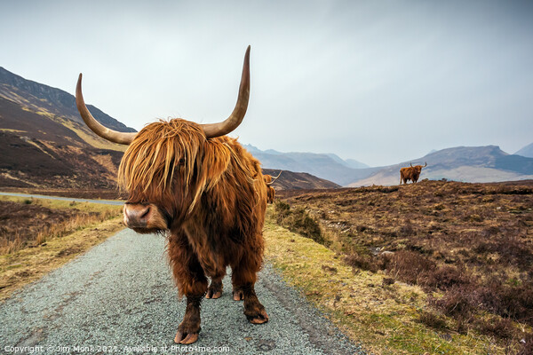 Highland Cow, Isle of Skye Picture Board by Jim Monk
