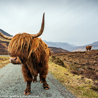 Buy canvas prints of Highland Cow, Isle of Skye by Jim Monk