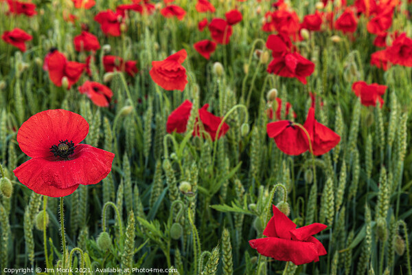 Red Poppies Picture Board by Jim Monk