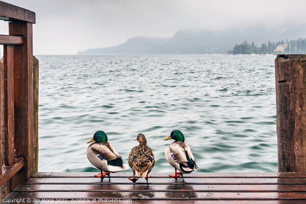 Nice weather for ducks Picture Board by Jim Monk