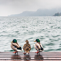 Buy canvas prints of Nice weather for ducks by Jim Monk