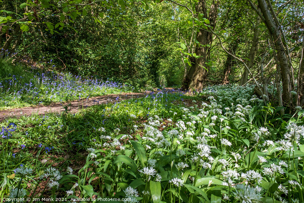 Wild Garlic and Bluebells Picture Board by Jim Monk