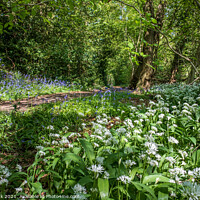 Buy canvas prints of Wild Garlic and Bluebells by Jim Monk