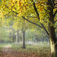 Buy canvas prints of Autumn walk, Leicestershire by Jim Monk