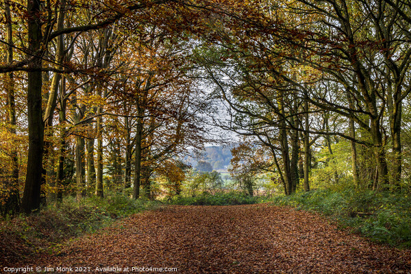Woodland Walk, Leicestershire Picture Board by Jim Monk