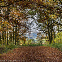 Buy canvas prints of Woodland Walk, Leicestershire by Jim Monk