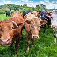Buy canvas prints of Curious Cows by Jim Monk