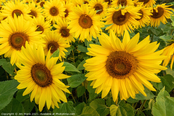 Summer Sunflowers Picture Board by Jim Monk