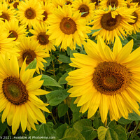 Buy canvas prints of Summer Sunflowers by Jim Monk