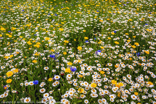 Wildflower Meadow Picture Board by Jim Monk