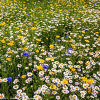 Buy canvas prints of Wildflower Meadow by Jim Monk