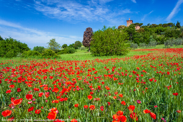 Meadow Poppies, Tuscany Picture Board by Jim Monk