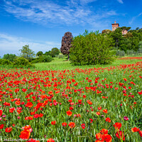 Buy canvas prints of Meadow Poppies, Tuscany by Jim Monk