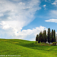 Buy canvas prints of Cypress Tree Copse, Tuscany by Jim Monk