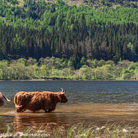 Buy canvas prints of Cooling Off in Loch Lubnaig by Jim Monk