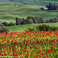 Buy canvas prints of Tuscan Poppy Field by Jim Monk