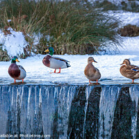 Buy canvas prints of Ducks in a Row by Jim Monk