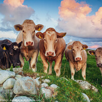 Buy canvas prints of Five Cows by Jim Monk