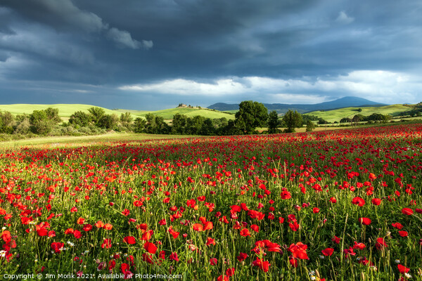 Poppy storm in Tuscany Picture Board by Jim Monk