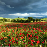 Buy canvas prints of Poppy storm in Tuscany by Jim Monk